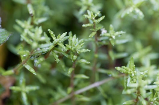 crassule de helm plante interdite en france