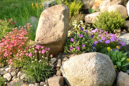 rocaille en fleurs
