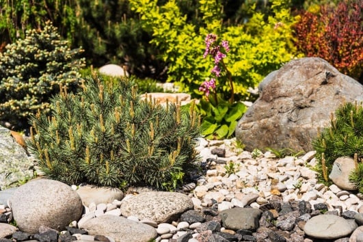 rocaille avec des plantes diversifiées