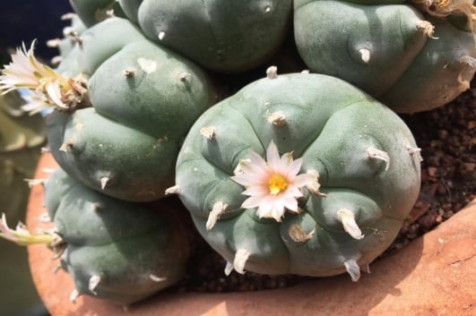 peyotl cactus interdit en france
