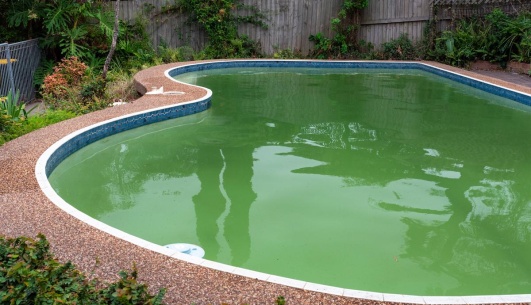 Piscine remplie d'eau verte.