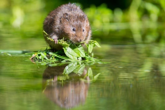 rat-taupier-sur-eau