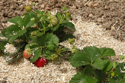 Paillage naturel sur des fraisiers