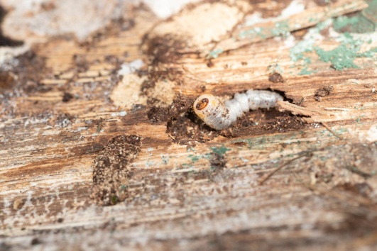 Larve xylophage dans du bois