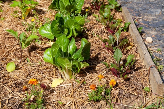 Paillage organique dans un jardin potager. 