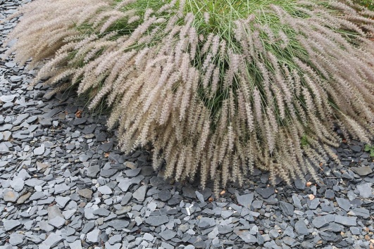 Paillage minéral dans un jardin