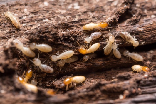 Bois infesté par des termites