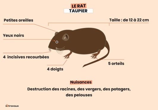 infographie decrivant un rat taupier 