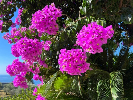 bougainvillier-fleurs