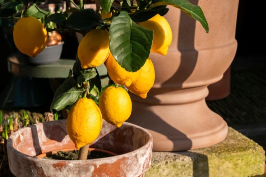 citronnier dans pot en terre cuite