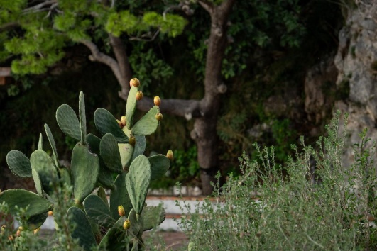 jardin-cactus