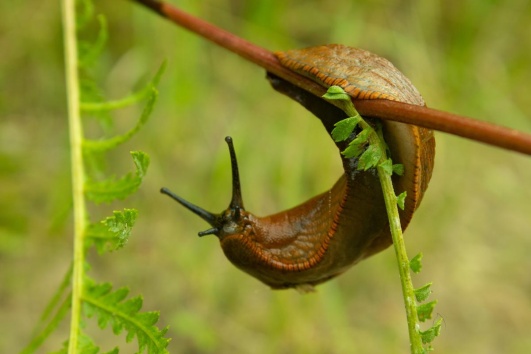 limace accrochée à une branche