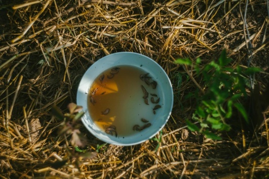 de la bière pour contrer les limaces