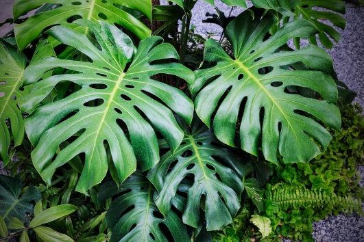 monstera la parfaite plante tropicale