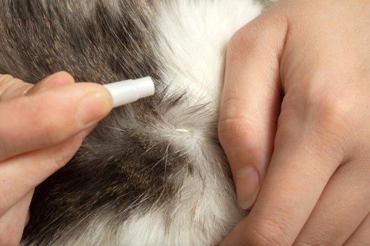 traquer les puces dans les poils animaux domestiques
