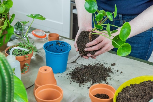 rempotage-plante