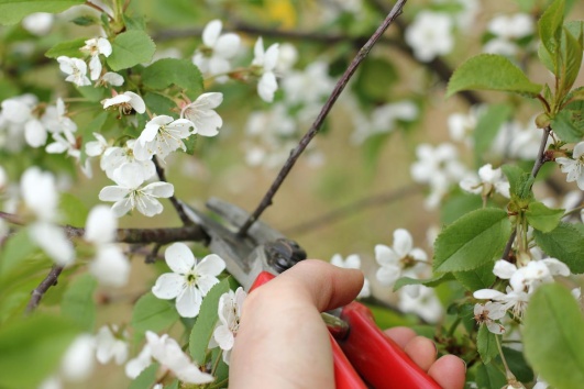 Taille d'une branche de cerisier.