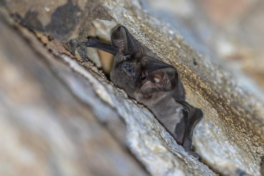 chauve souris cachée dans un mur
