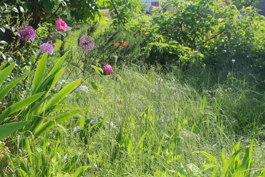 jardin sauvage 