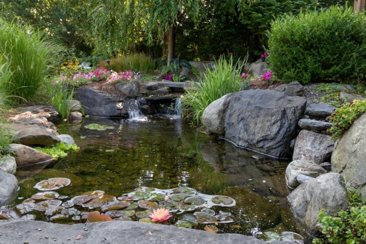 bassin dans un jardin zen