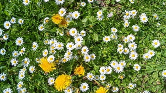 paquerette et pissenlit