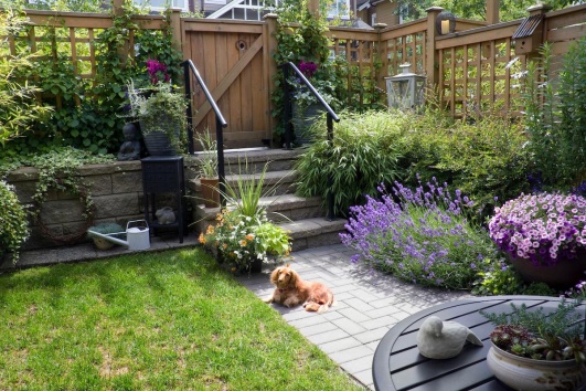 diversité de plantes dans petit jardin