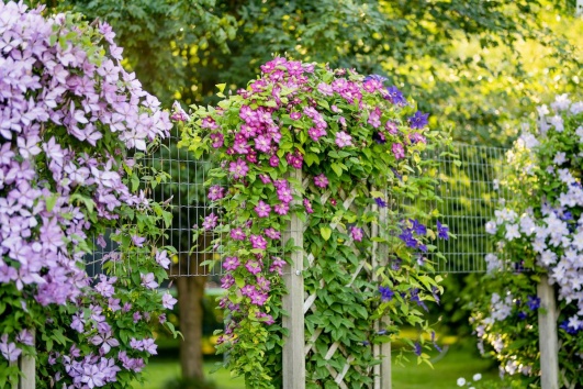 plantes grimpantes sur grillage