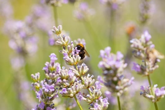 abeille sur lavande