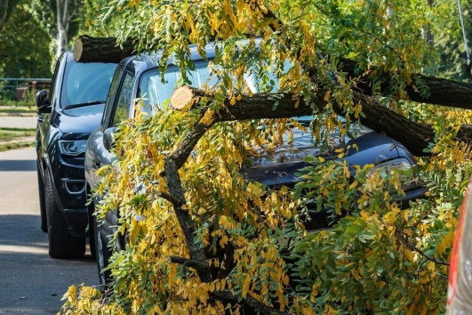 Arbre tombé sur une voiture