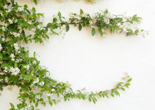 jasmin-mur-blanc
