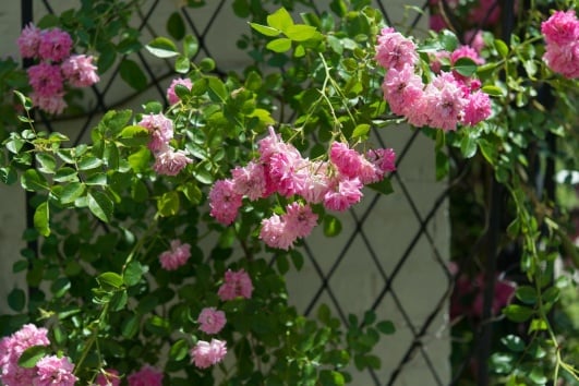 treillis-roses