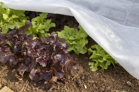 voile hivernage pour protéger légume sensible 