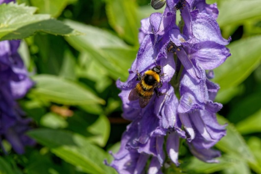 iris fleur sans entretien