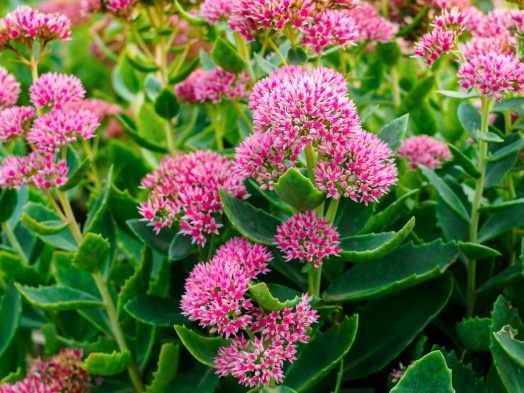 sedum