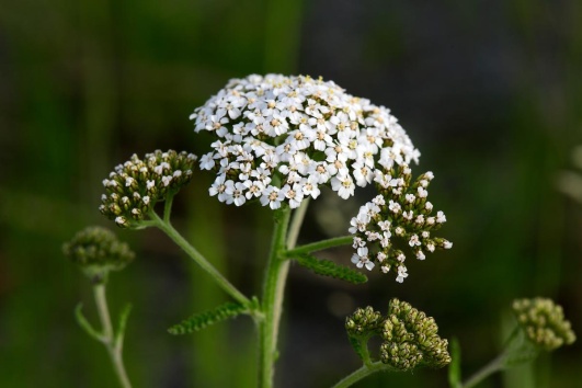 achillee millefeuille