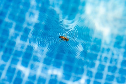 guepes dans une piscine