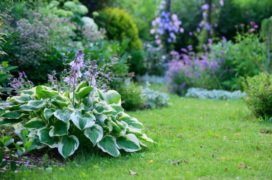 hosta