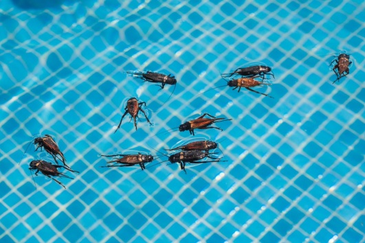 insectes qui flottent dans une piscine