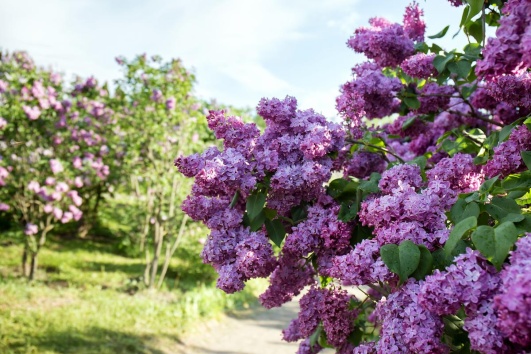 lilas
