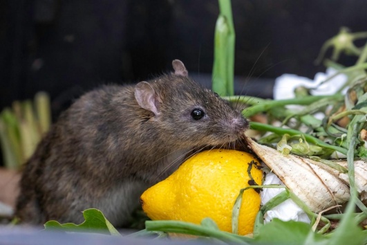le compost attire les rats