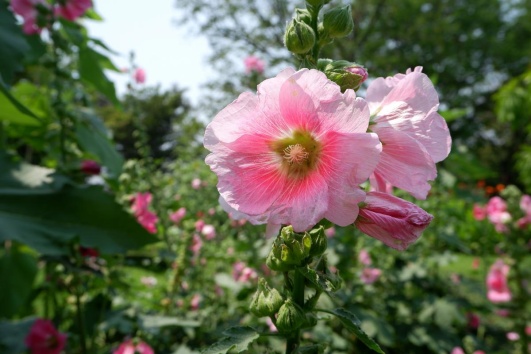 rose