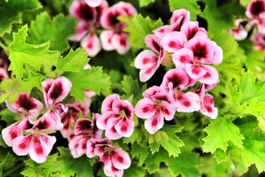 Fleurs roses de géranium odorant