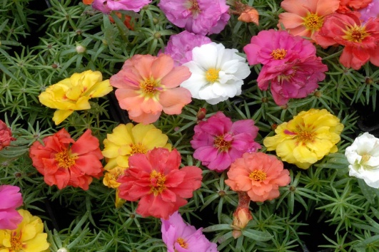 Des fleurs de portulaca blanches, jaunes, et roses 