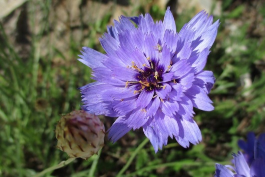 Une fleur de catananche violette en gros plan