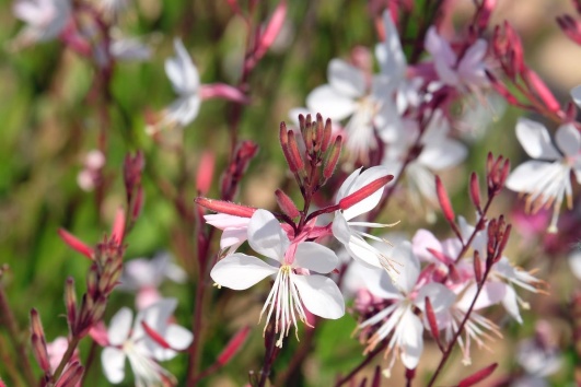 Fleurs de gaura en gros plan dans un jardin