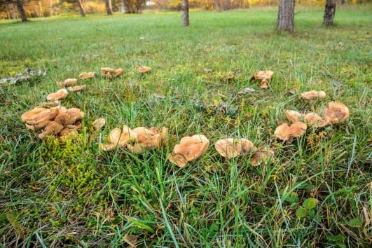 Champignons poussant en cercle dans du gazon, aussi appelé rond de sorcière