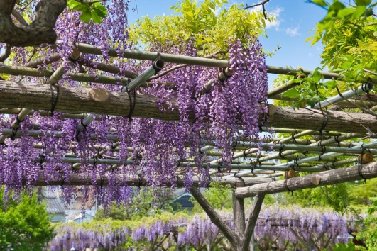 De la glycine violette qui pousse sur une pergola en bois