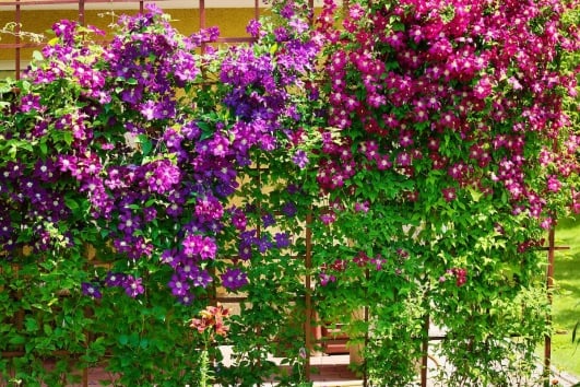 Fleurs de clématite