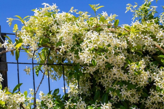 Jasmin qui pousse comme plante grimpante sur une clôture en métal