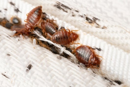 Punaises de lits sur un matelas, en gros plan
